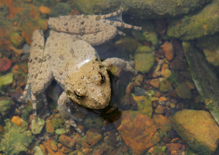 Cricket Frog